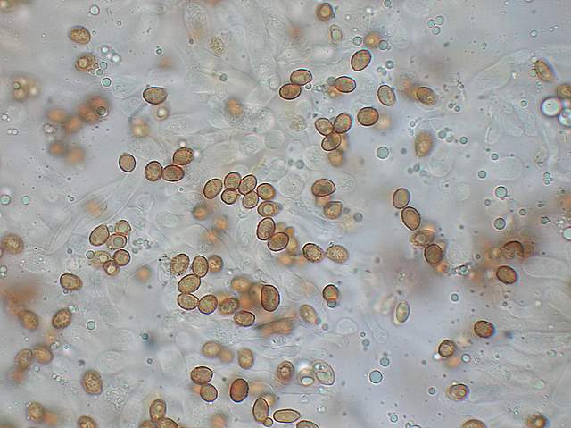 Cortinarius spec. Cod.:2392-7